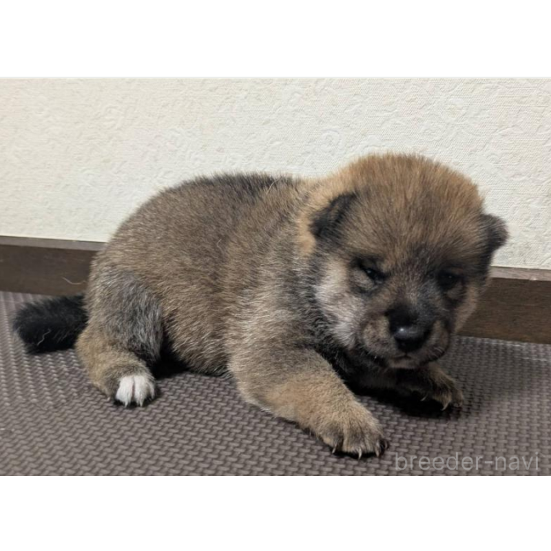 商談中の新潟県の柴犬-398620の2枚目